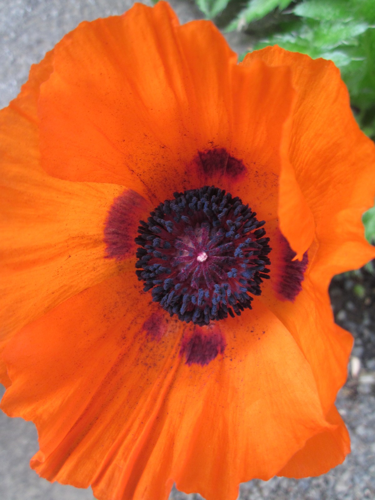 Poppies