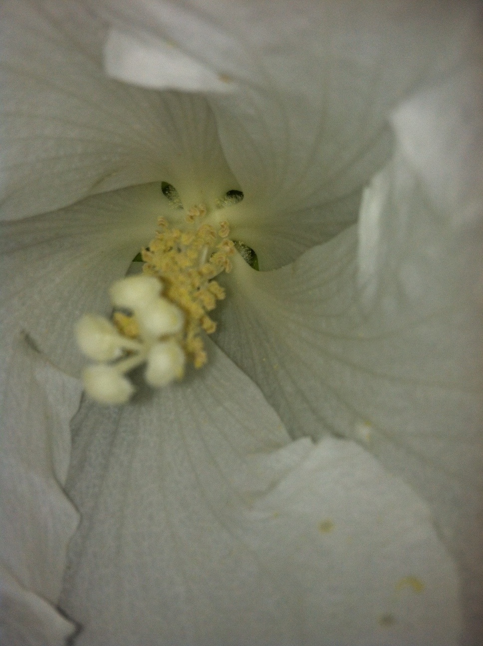 Hibiscus in Portland